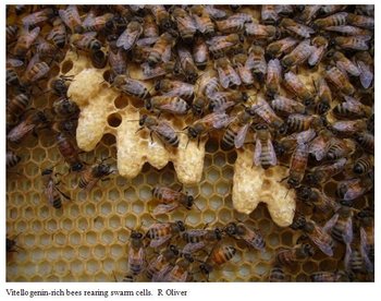 fatbees1-4.jpg