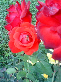 DSC00413_resize.JPG