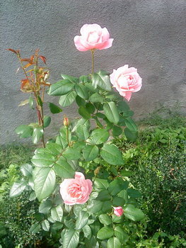 DSC00407_resize.JPG