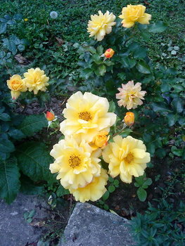 DSC00426_resize.JPG