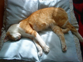 DSC00376_resize.JPG