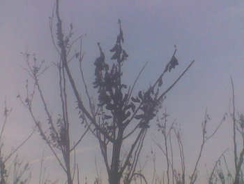 Dec 2012039.jpg