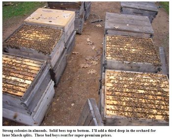 fatbees2-5.jpg