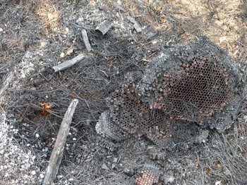incendiu 2.jpg