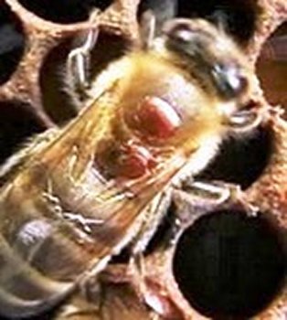 varoa pe albina (Copy).jpg