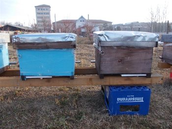 mosu 098 (Medium).jpg