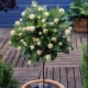 cephalanthus occidentalis.jpg