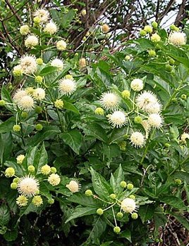 cephalanthus occidentalis..jpg