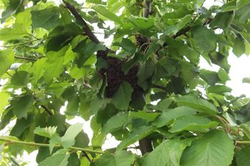 DSCF1198 (Small).JPG