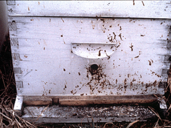 NosemaStreaking (Copy).gif