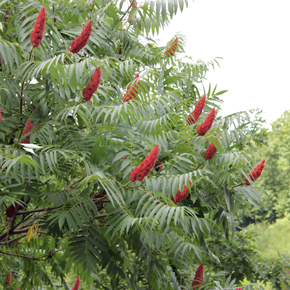 sumac2.jpg