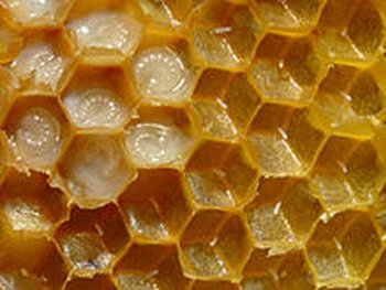 200px-Bienenwabe_mit_Eiern_und_Brut_5 (Copy).jpg