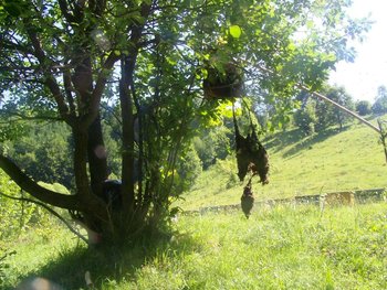 100_9599.JPG