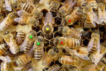 PM_bees-420x0 (Copy).jpg