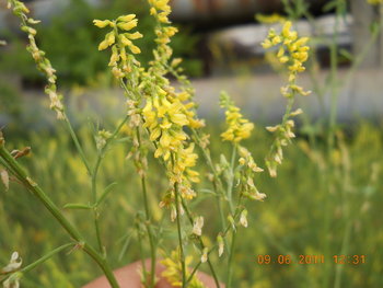 rsz_dscn0799.jpg