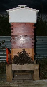 swarm220609_stragglers_on_front_of_hive.jpg