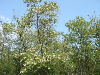 IMG_17971.JPG