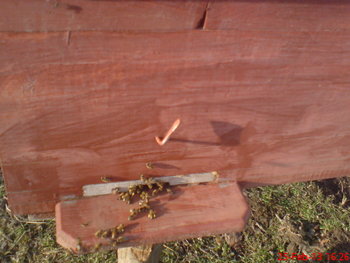albine -polen 2013.jpg