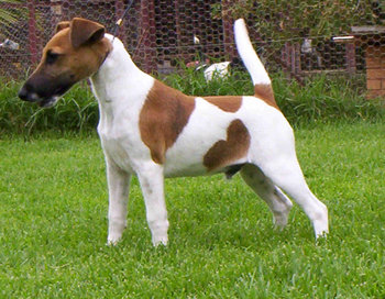 fox-terrier-smooth.jpg