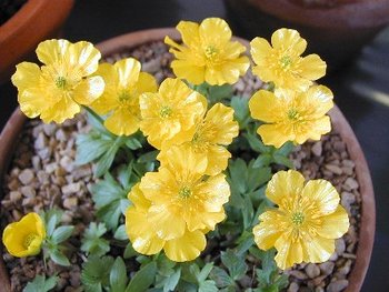 ranunculus_montanus.jpg