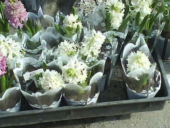 DSC08401.JPG