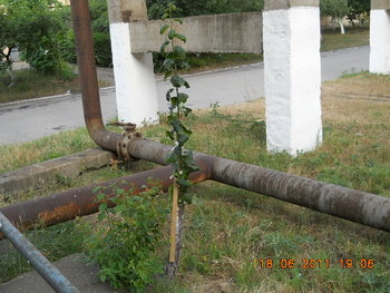rsz_dscn0885.jpg