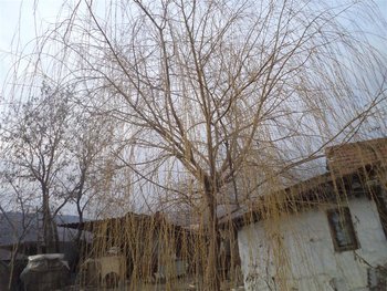 DSC02965 (Medium).JPG