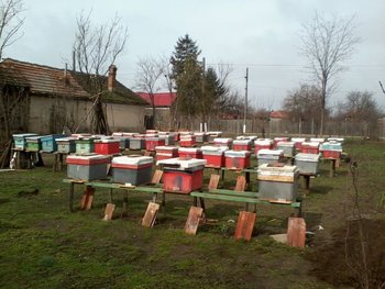 184.jpg