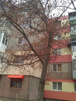 WP_000564 (650 x 867).jpg
