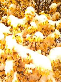IMG_20130326_121739.jpg