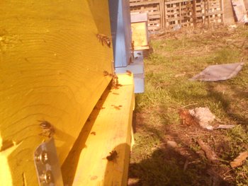 IMG_20130330_154128.jpg