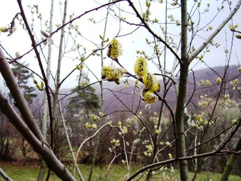100_1611-resize.jpg