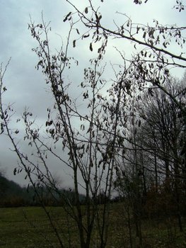 100_1621-resize.jpg