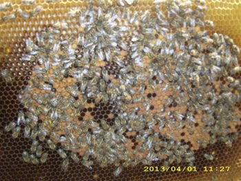 IMG_4281 (Medium).JPG