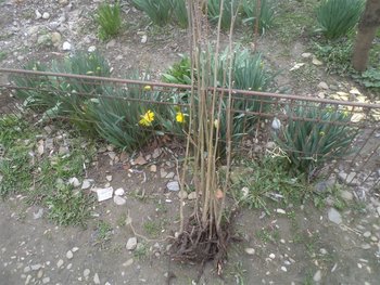 DSC03038 (Medium).JPG