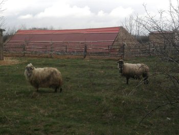 Fotografie0129 (Large).jpg
