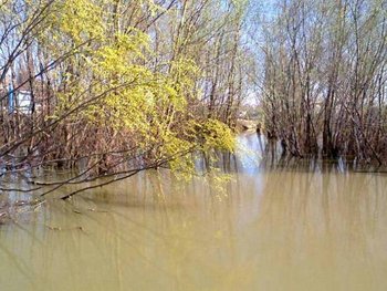 Salcia inflorita la 6 aprilie.jpg