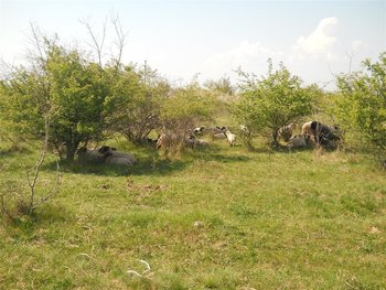 DSCN8743 (Large).JPG