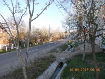 colt de rai 020.JPG