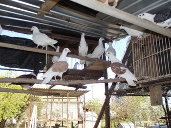 DSCF1251.JPG