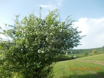 FOTO COMEAT2 007.JPG