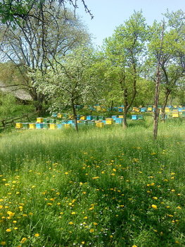DSC00688_resize.JPG