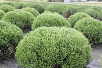 lavanda.jpg