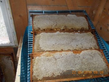 STUPINA LUI FLORINELU 008.JPG