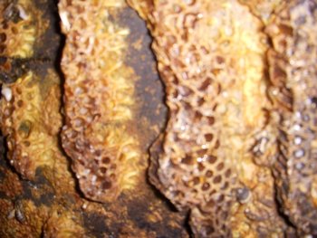 DSCN2271.jpg