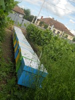 madalin 042 (Copy).jpg