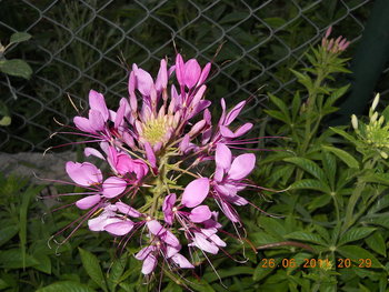 rsz_dscn0915.jpg