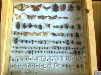 insectar.JPG