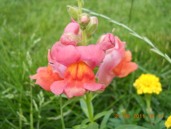 rsz_dscn0948.jpg