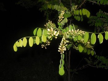 DSCN2219.jpg